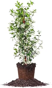 Confederate Jasmine (3 Gallon)