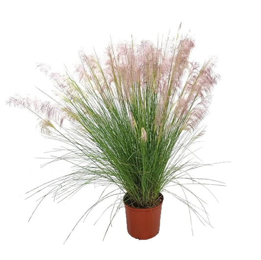 🌸 Pink Muhley Grass – 3 Gallon