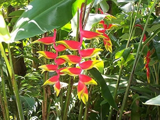 🌺 Heliconia – 8" Pot