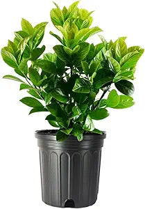 Viburnum Odoratissimum (3 Gallon)