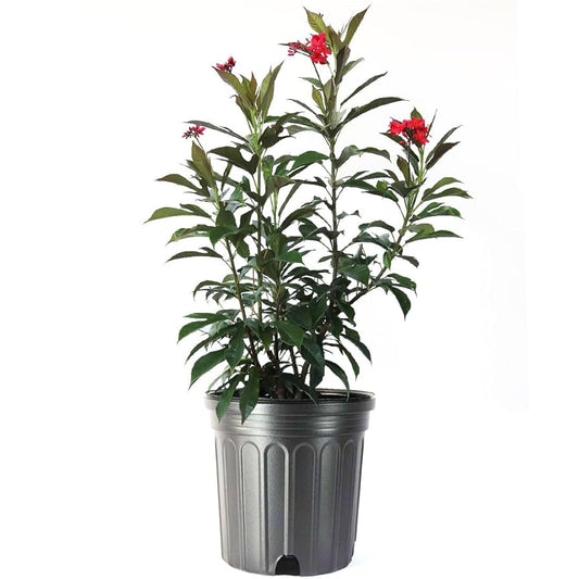 Jatropha (3 Gallon)