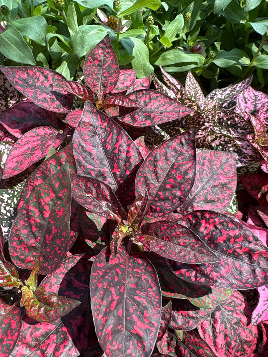 Hypoestes Splash Mix (4 Inch)