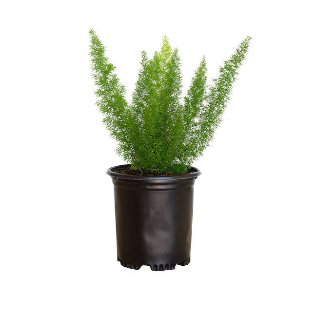 Asparagus Fern (4.5)