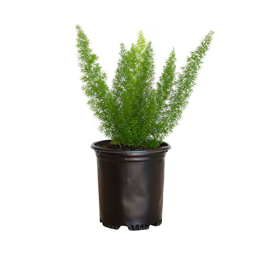 Asparagus Fern (4.5)