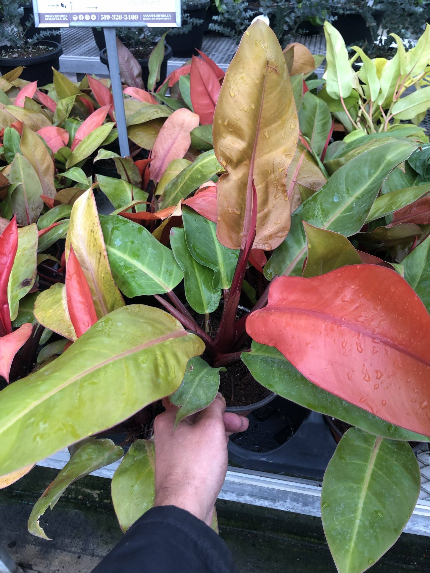 6" Philodendron Assortment