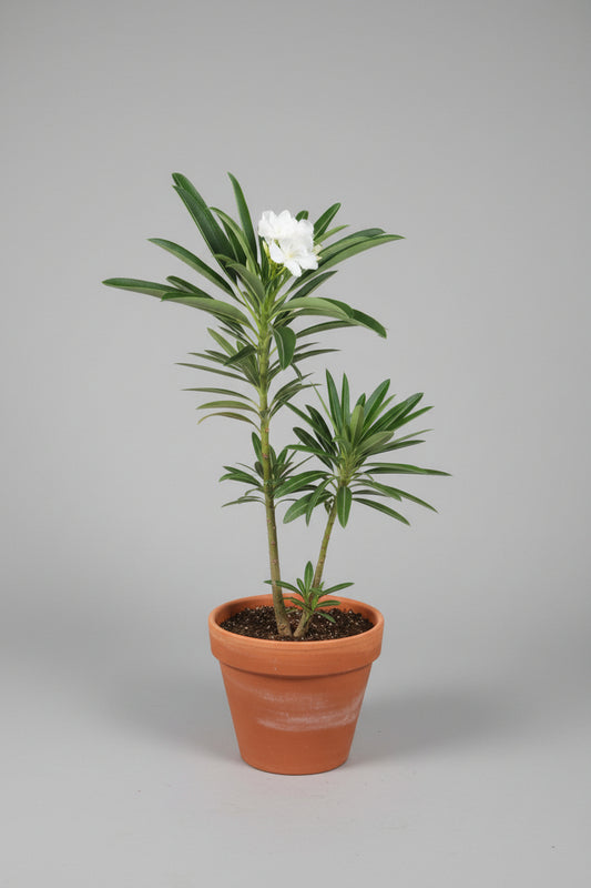 Madagascar Palm 🌵✨