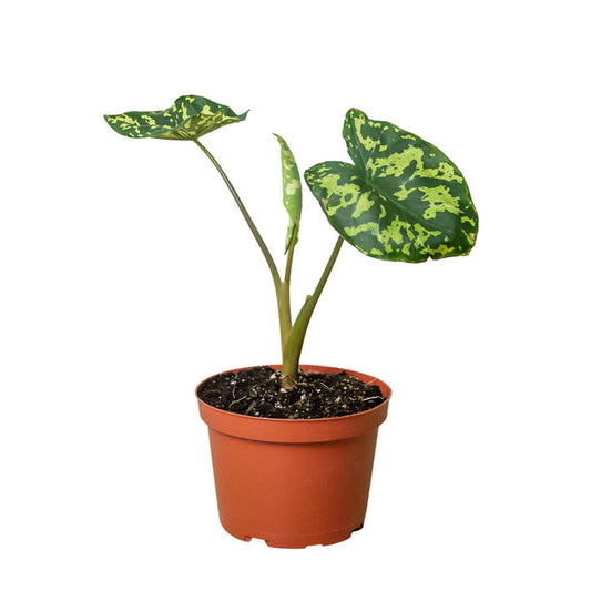 Alocasia Hilo Beauty Dark Green (6")