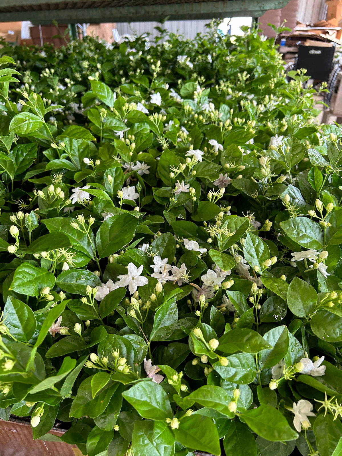 4" Jasmine sambac, 'Maid of Orleans'