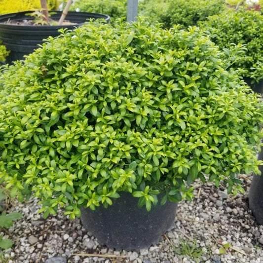 🌿 3 Gallon Ilex ‘Soft Touch’ Holly