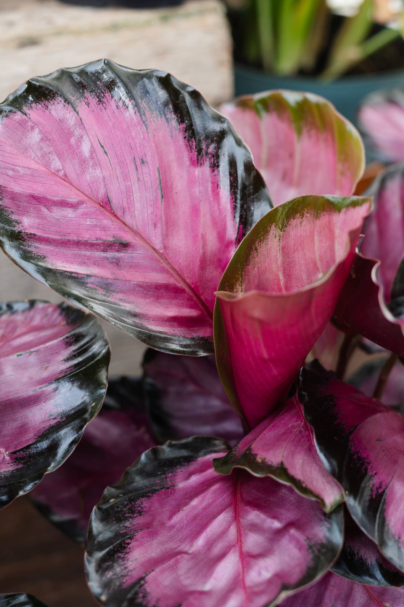 4" Calathea Assorted