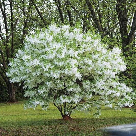 🌳 7 Gallon Native Fringe Tree (Chionanthus virginicus)