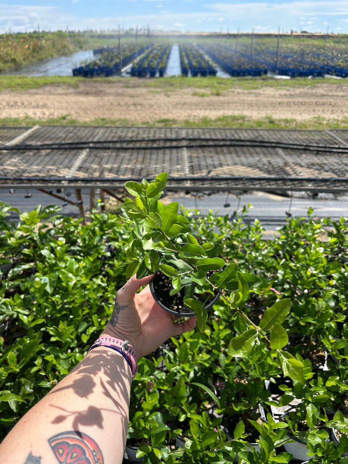4" 'Barbados Cherry' (Malpighia emarginata)
