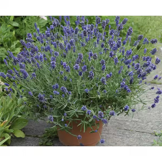 Provence Lavender – 1 Gallon 💜🌿✨