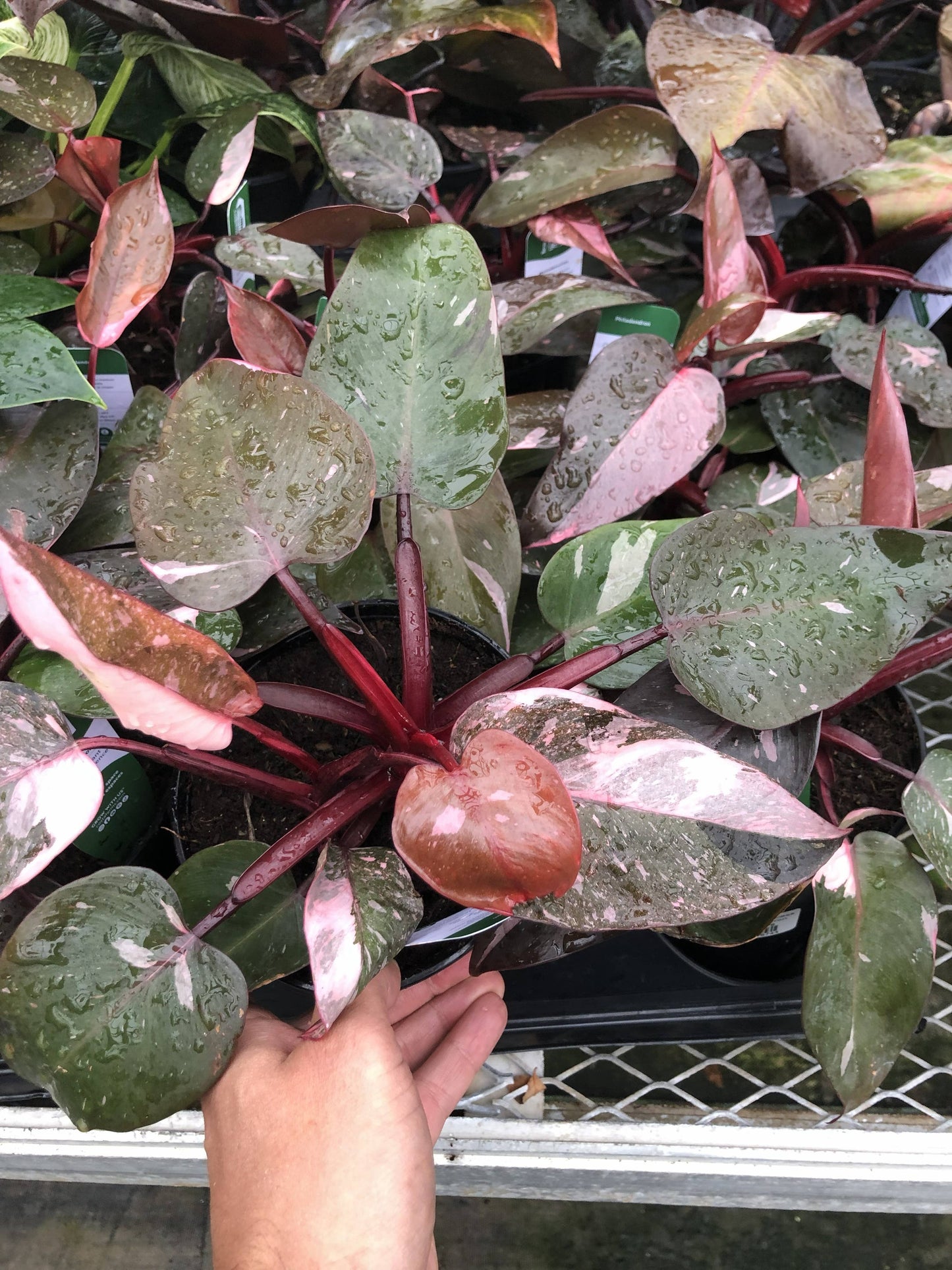 6" Philodendron Assortment