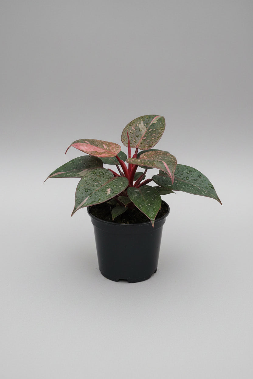 6" Pink Princess Philodendron