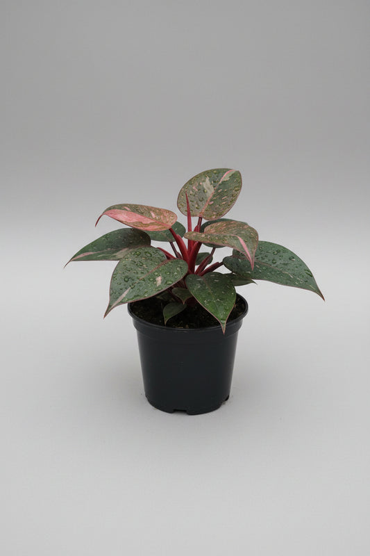 6" Pink Princess Philodendron