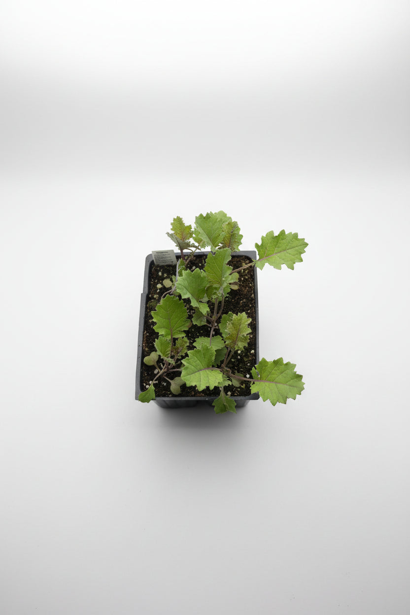 Kale Redbor (6 Pack)