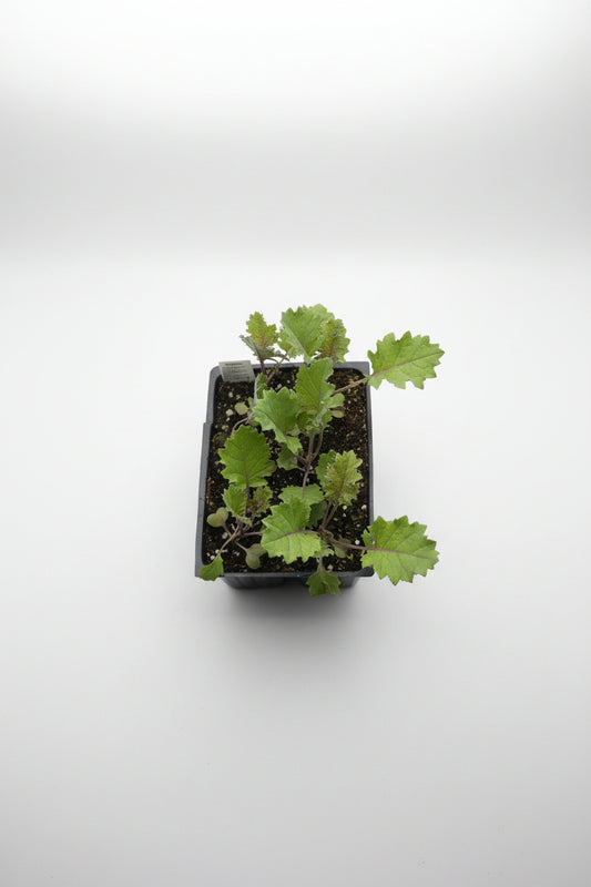 Kale Redbor (6 Pack)