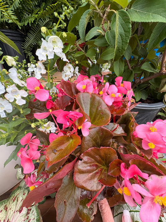 Pink Begonia (1 Gallon)