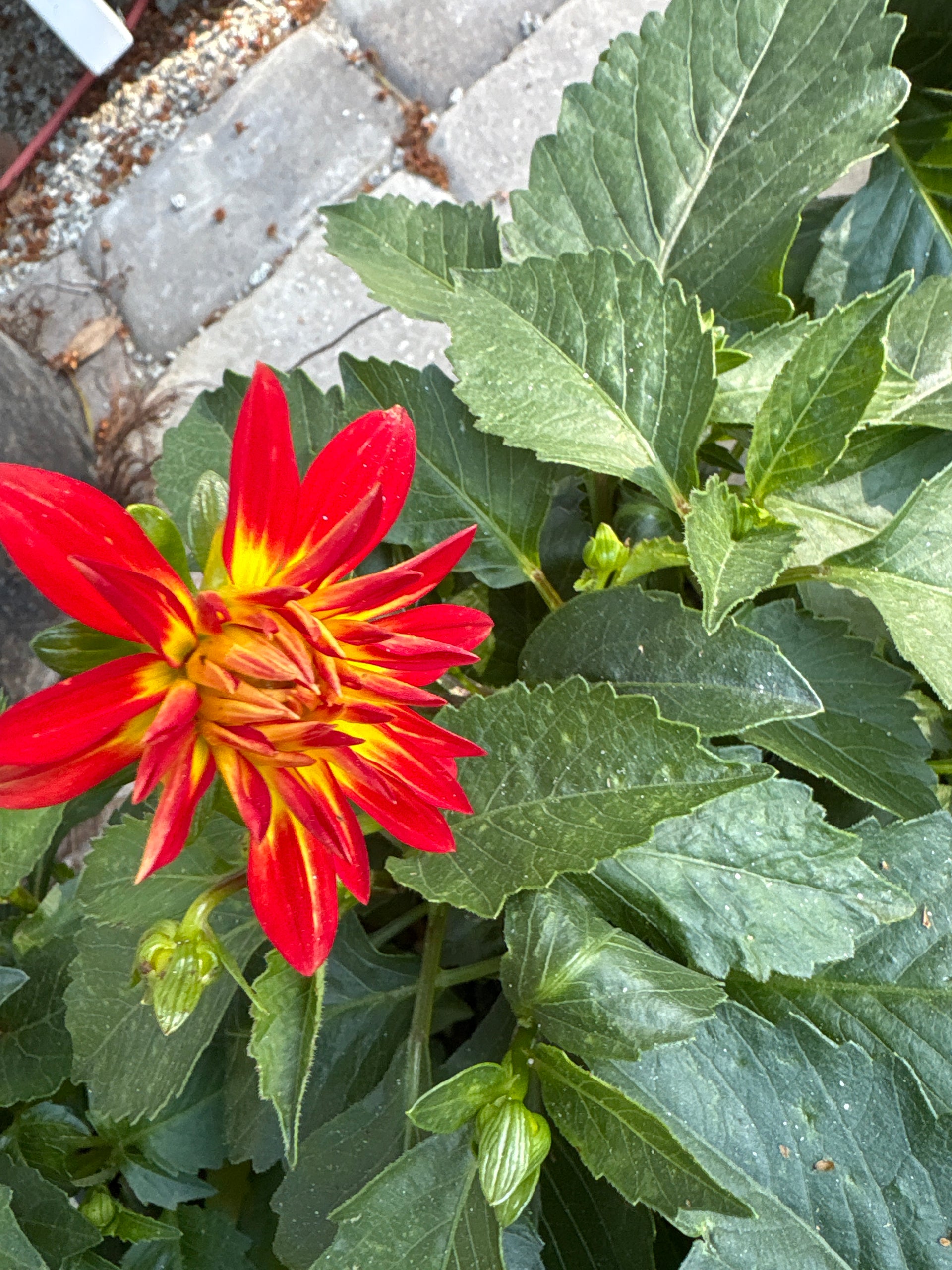 Dahlia (4.5
