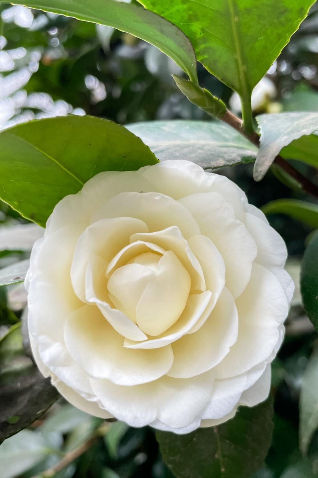 🌸 Eleanor Greenway Camellia (Camellia japonica) — 1 Gallon