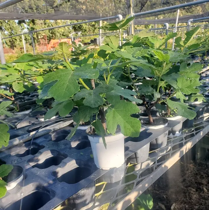 Assorted Fruit (4" Trees)