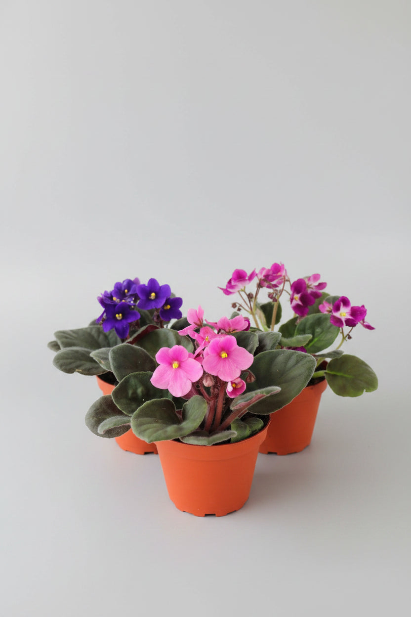 4" African Violet