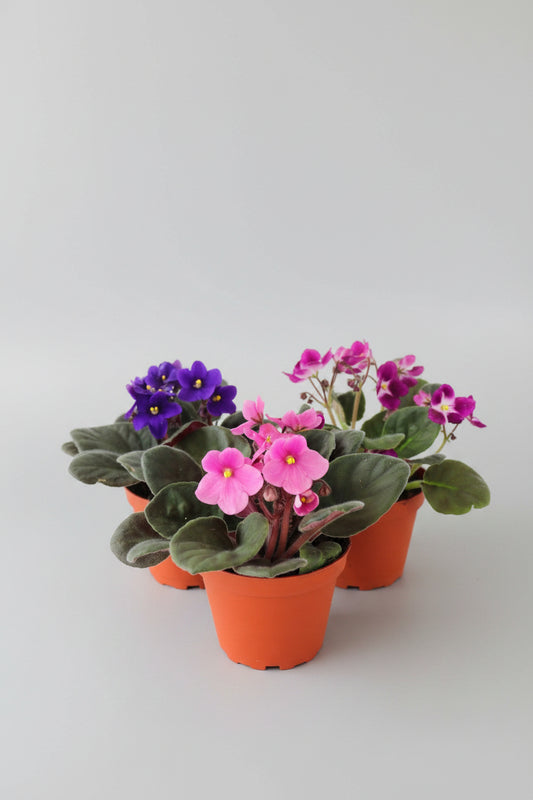 4" African Violet