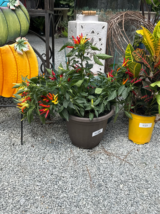 Chilly Chili Pepper (12" Planter in Pot)