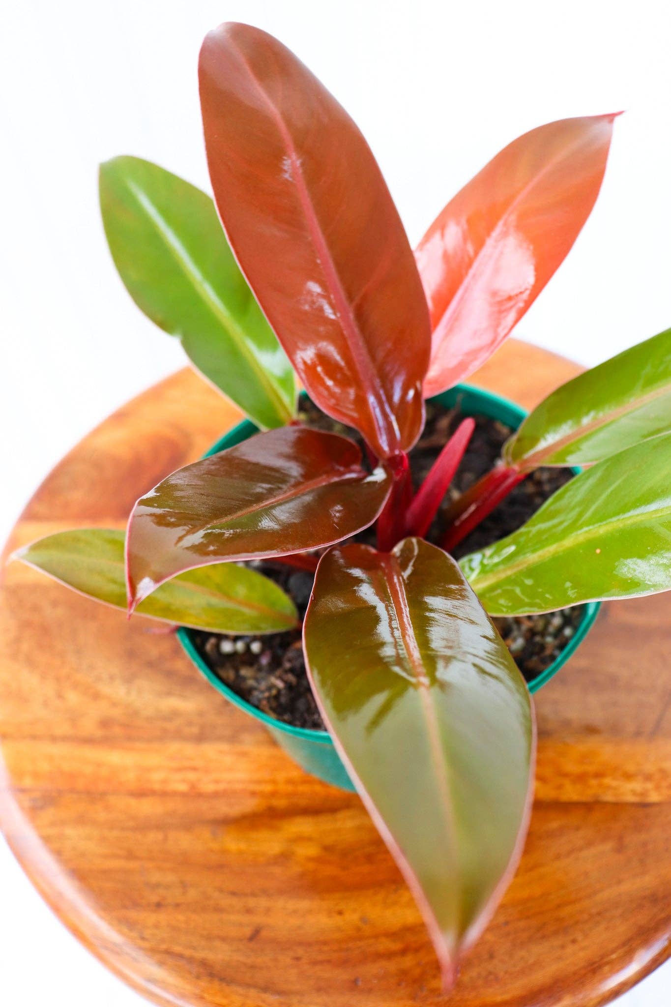 6" Philodendron Assortment