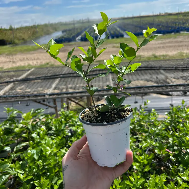 Assorted Fruit (4" Trees)