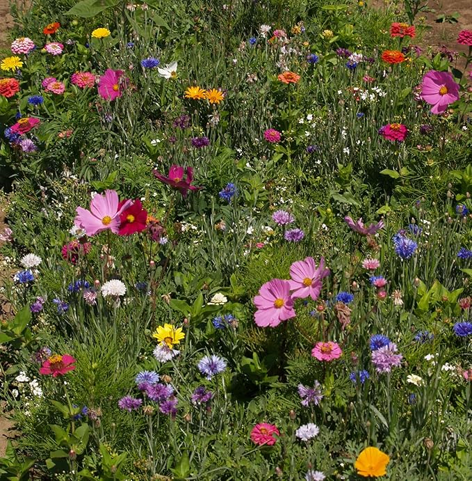 🐝 Mountain View Seeds Bee Pollinator Wildflower Seed Mixture  2 lb • With Mulch Kit • Covers Up to 700 sq ft