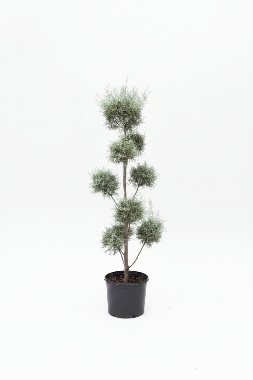 Pom Pom Carolina Sapphire Three Ball Topiary Tree (7 Gallon)