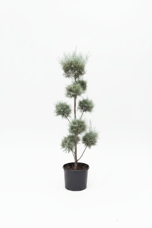 Pom Pom Carolina Sapphire Three Ball Topiary Tree (7 Gallon)