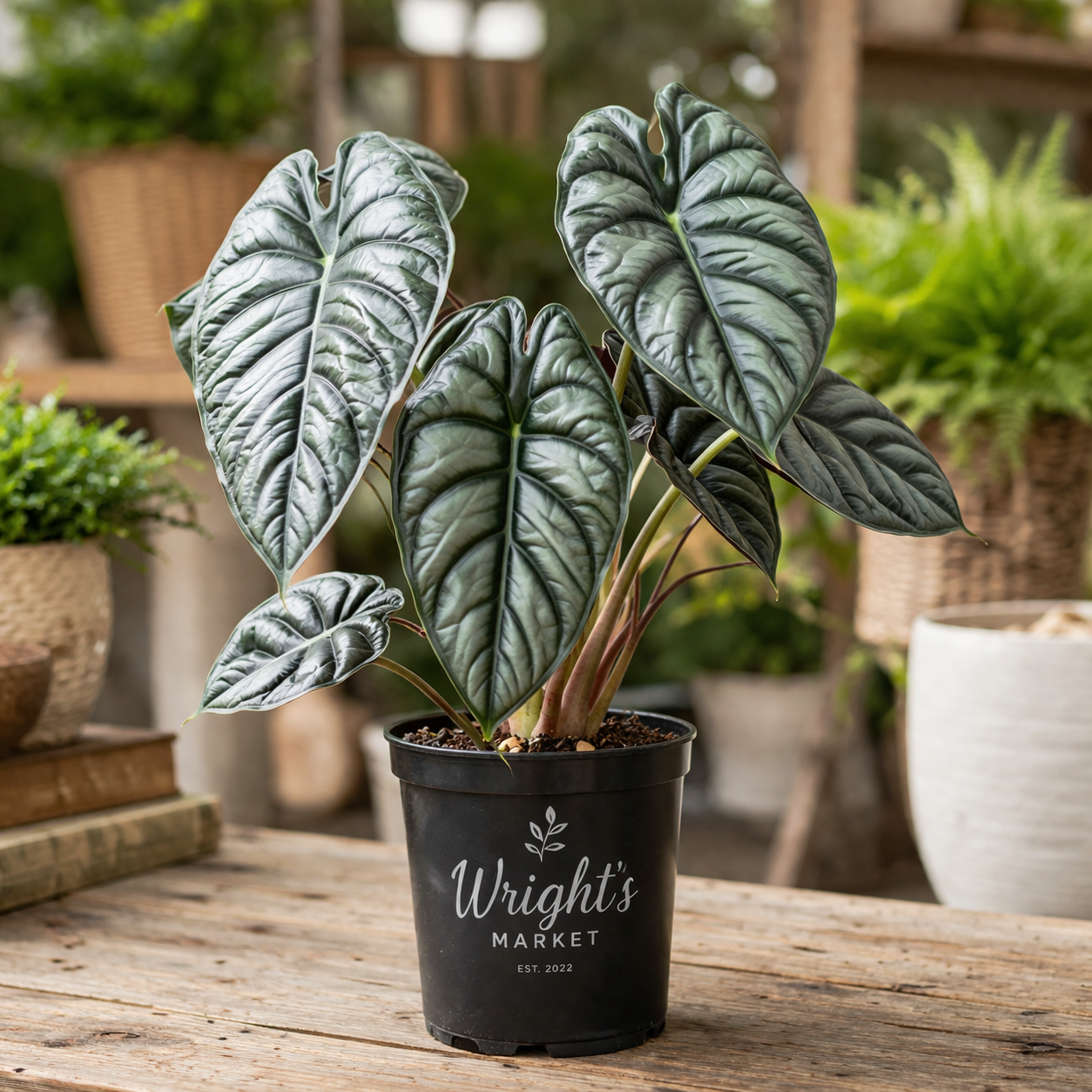 4.5” Alocasia Metallica 🌿✨