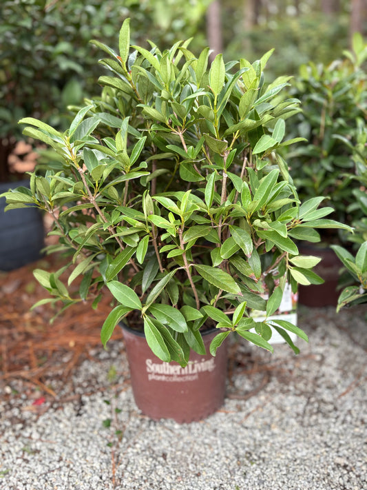 Viburnum Coppertop™