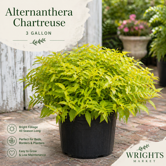 🌿 3 Gallon Alternanthera ‘Chartreuse’