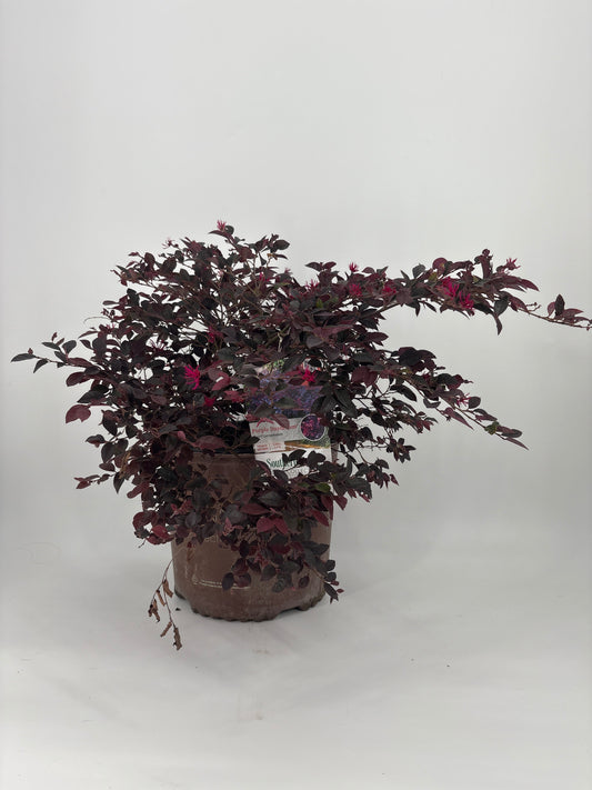 Loropetalum 'Purple Pixie' (3 Gallon)
