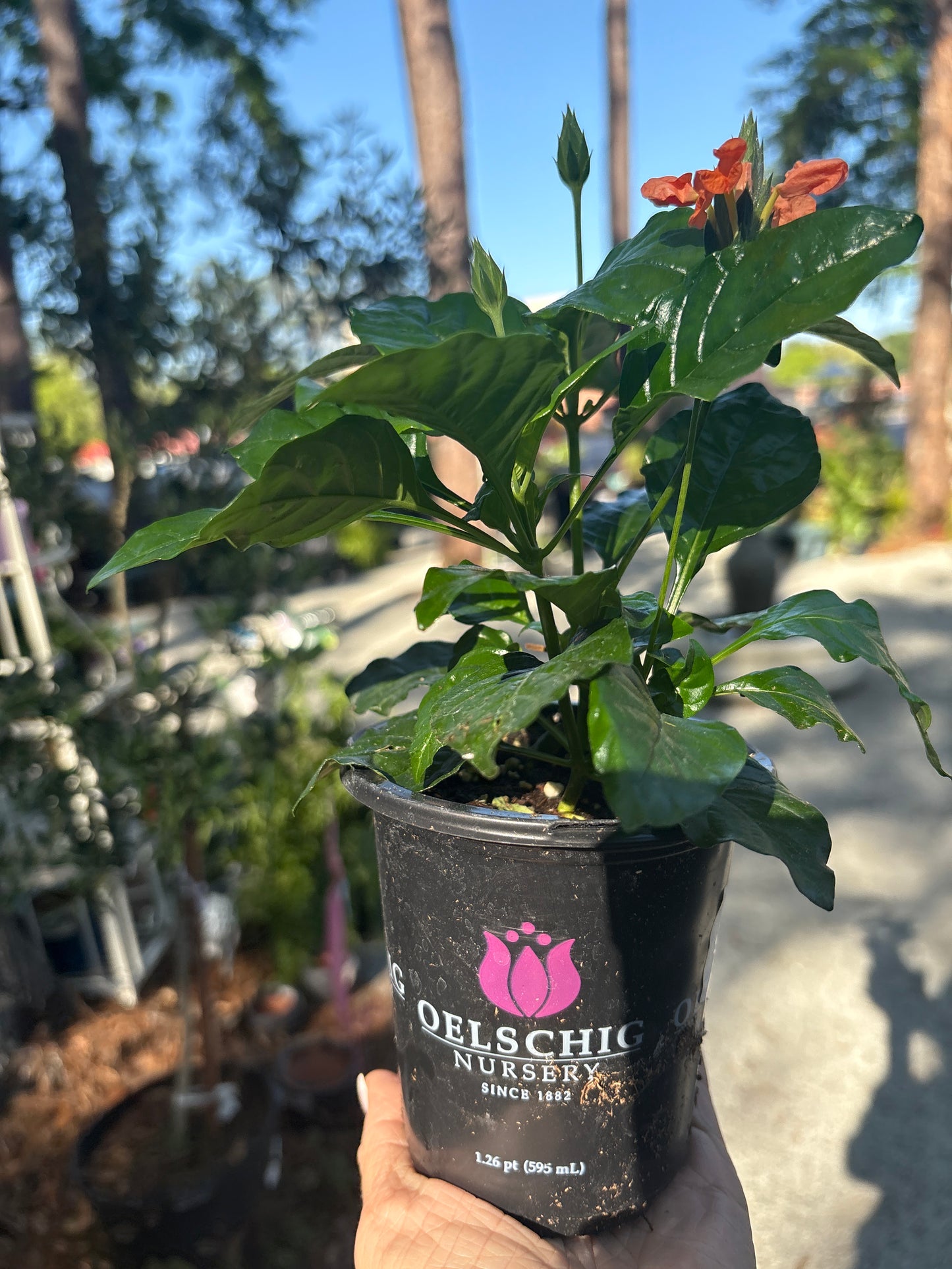 🌸 Crossandra ‘Orange Marmalade’ – 4.5” Pot 🌸
(The Firecracker Flower with Southern Charm)