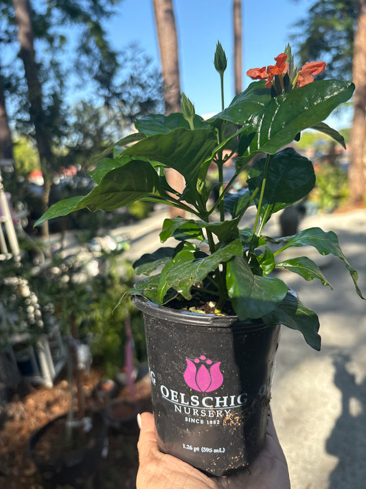 🌸 Crossandra ‘Orange Marmalade’ – 4.5” Pot 🌸
(The Firecracker Flower with Southern Charm)