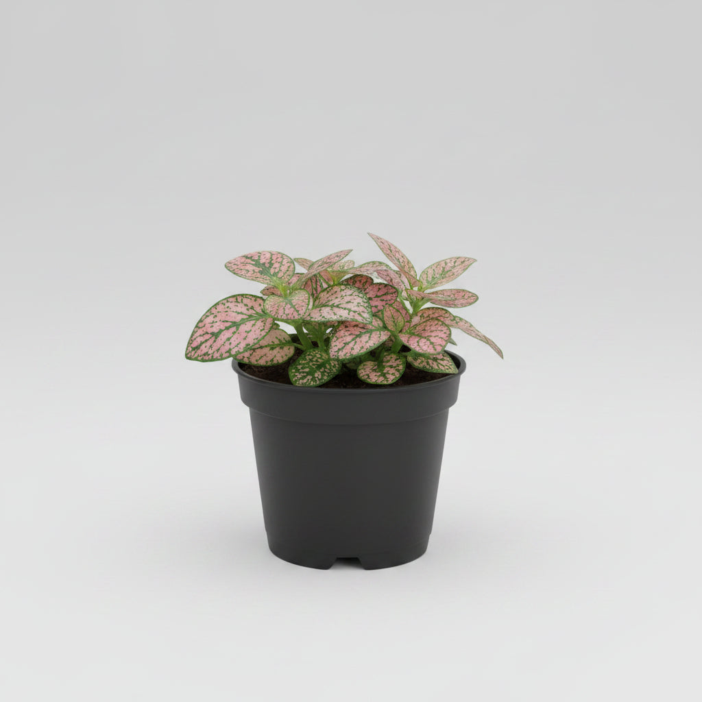 Polka Dot Plant 2”