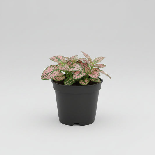 Polka Dot Plant 2”