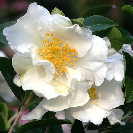 🌸 Eleanor Greenway Camellia (Camellia japonica) — 1 Gallon