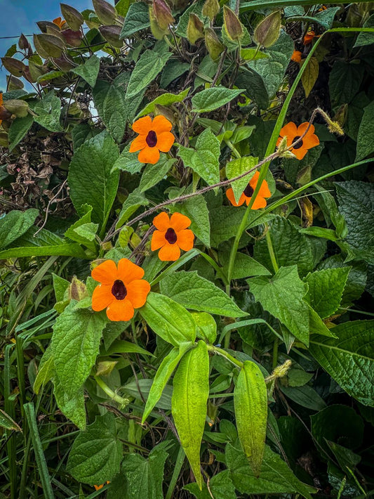 Thunbergia (Black-Eyed Susan Vine) – 11" Hanging Basket