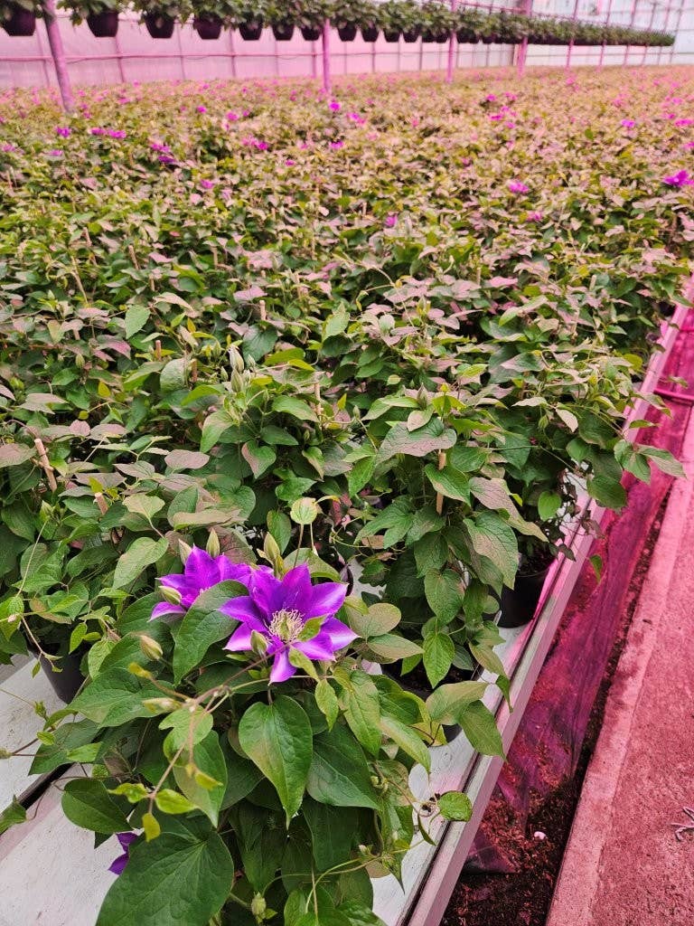 Clematis (2 Gallon)