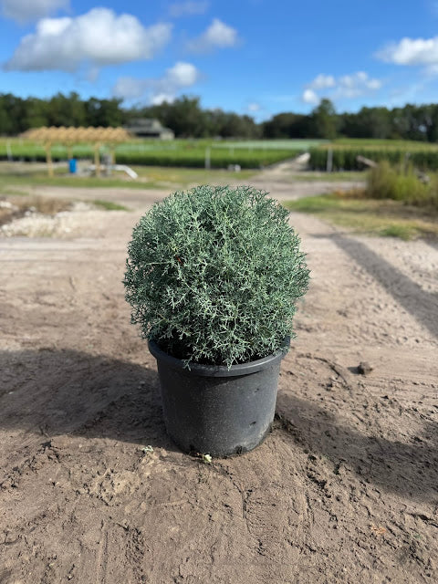 Leyland Cypress Patio Globe Topiary – 5 Gallon
