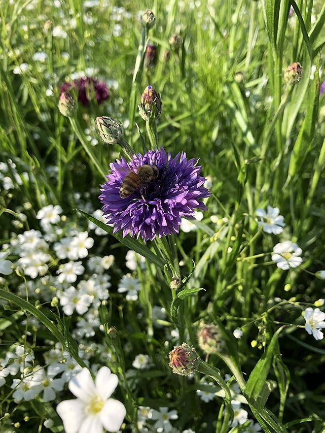 🐝 Mountain View Seeds Bee Pollinator Wildflower Seed Mixture  2 lb • With Mulch Kit • Covers Up to 700 sq ft