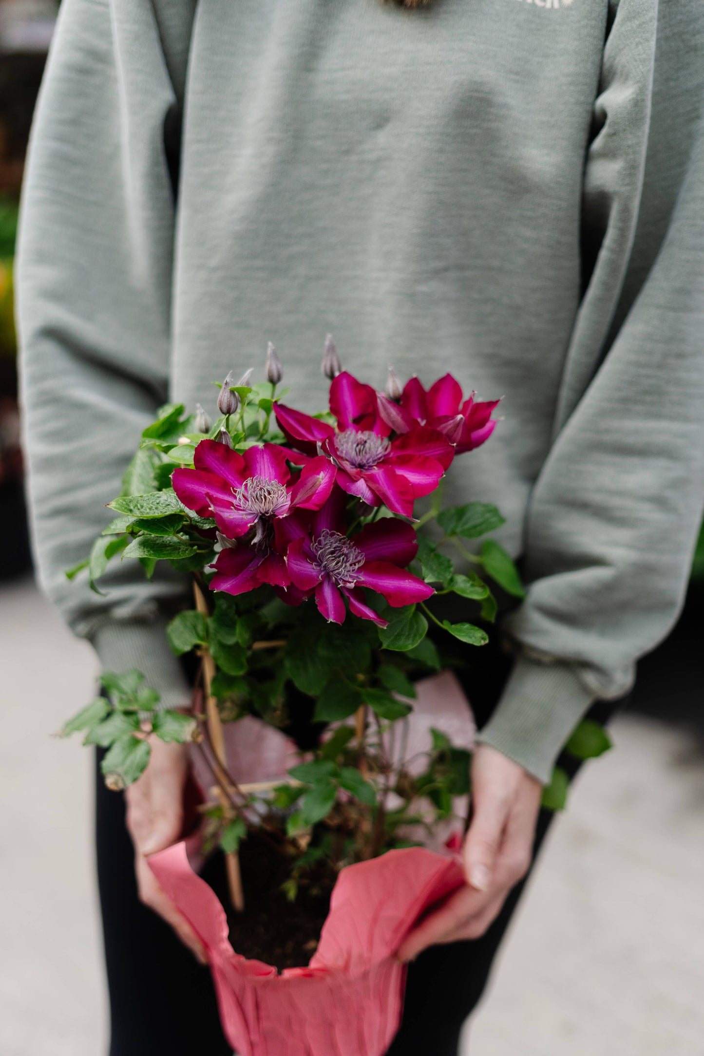 Clematis (2 Gallon)