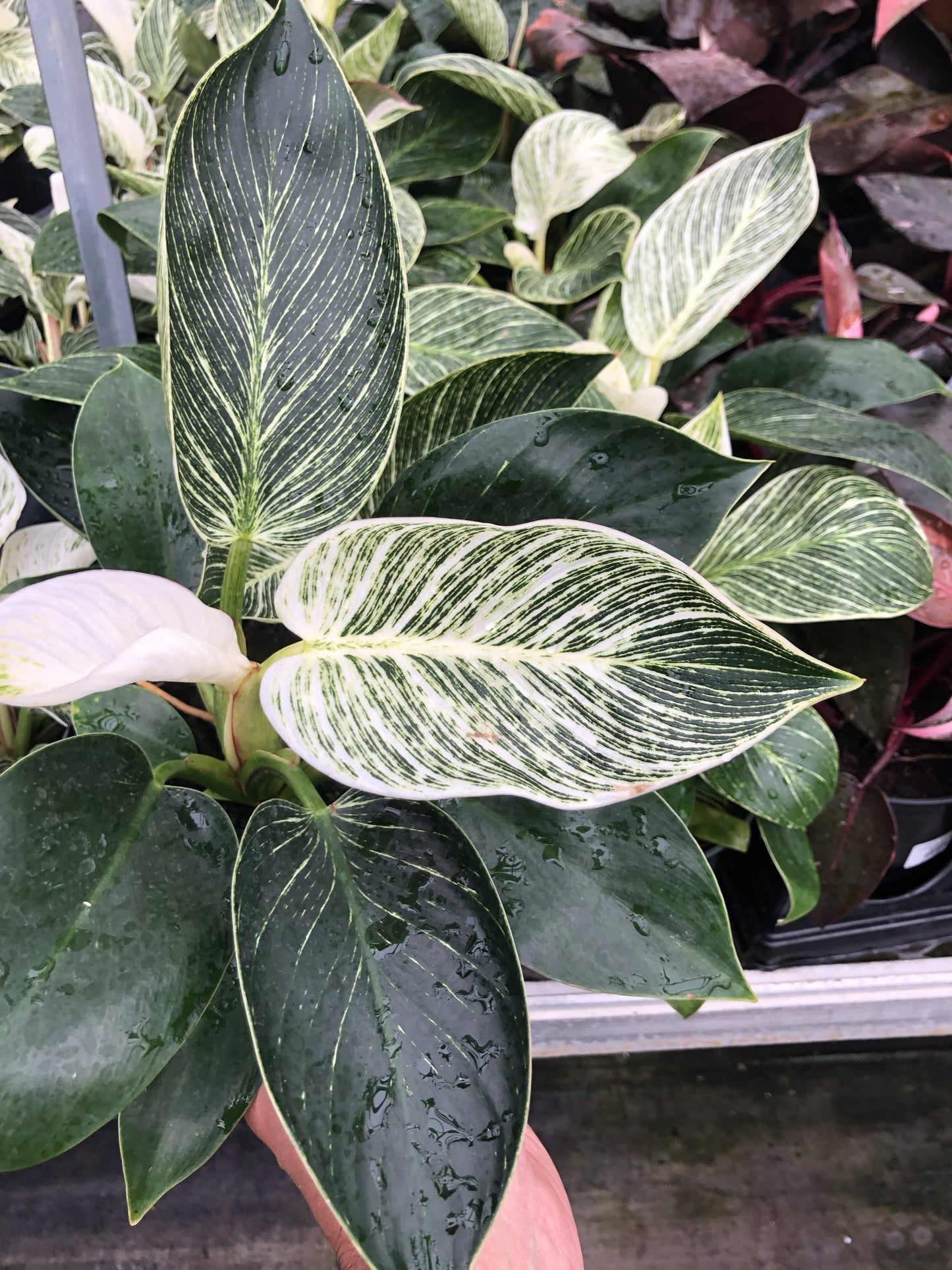6" Philodendron Assortment
