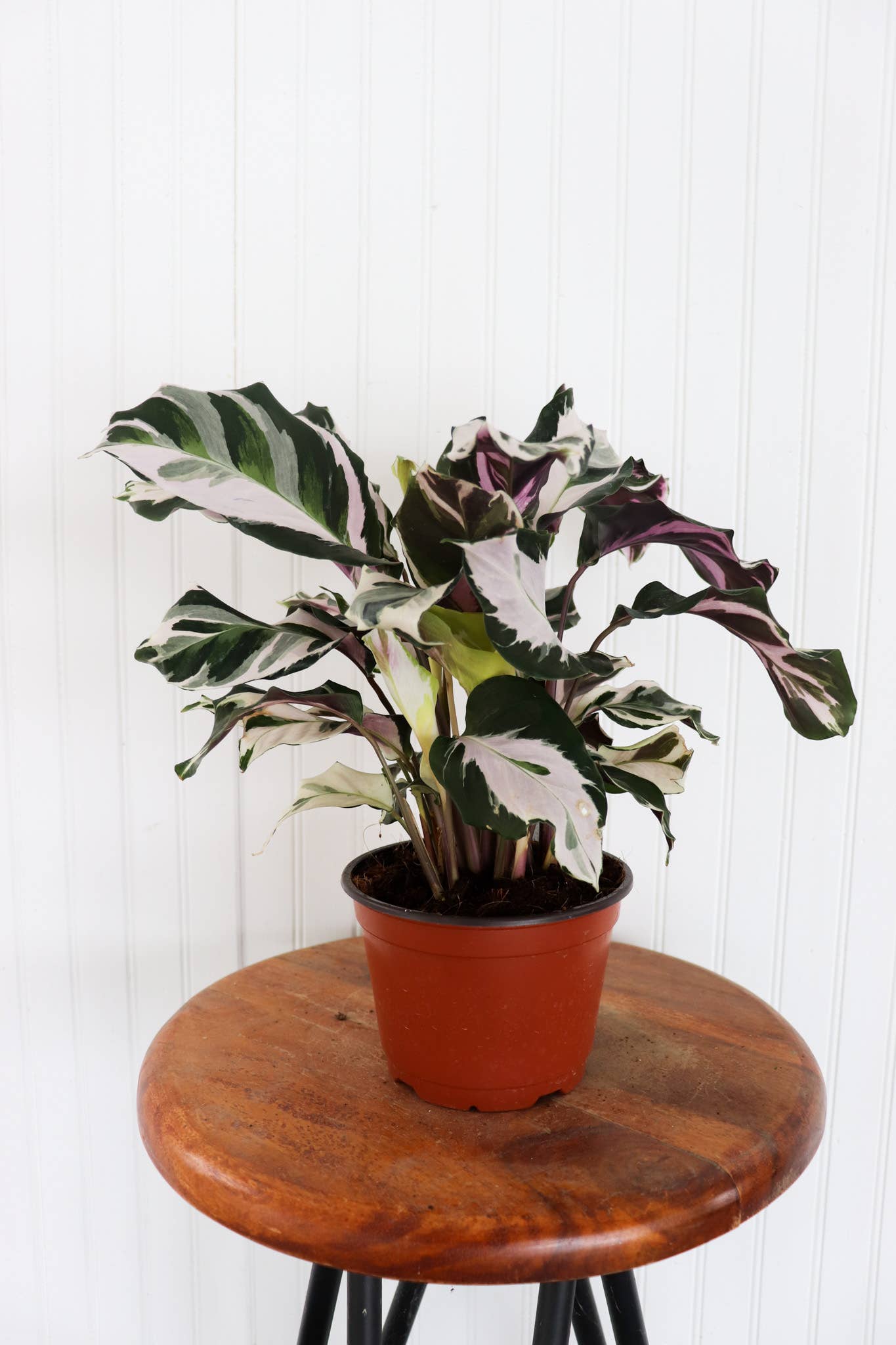 6" Calathea Assorted Varieties (Individually Priced)
